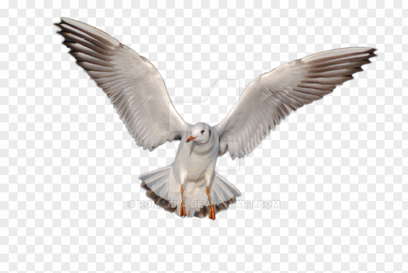 Seagull Gulls Bird Desktop Wallpaper PNG