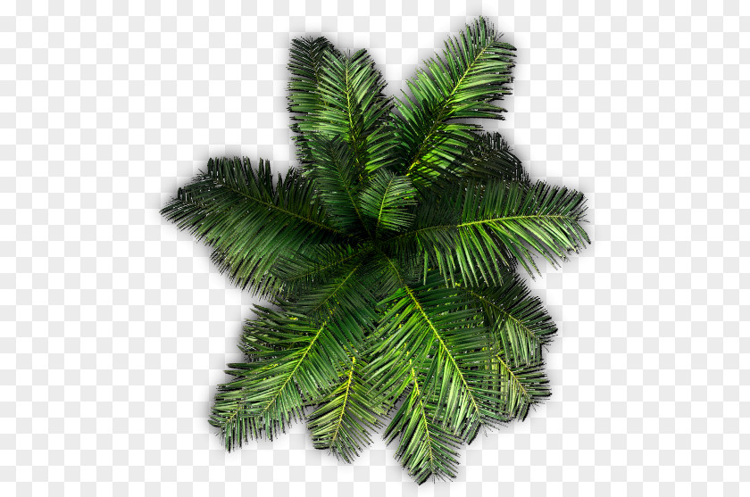 Tree Saribus Rotundifolius Palm Trees Clip Art PNG