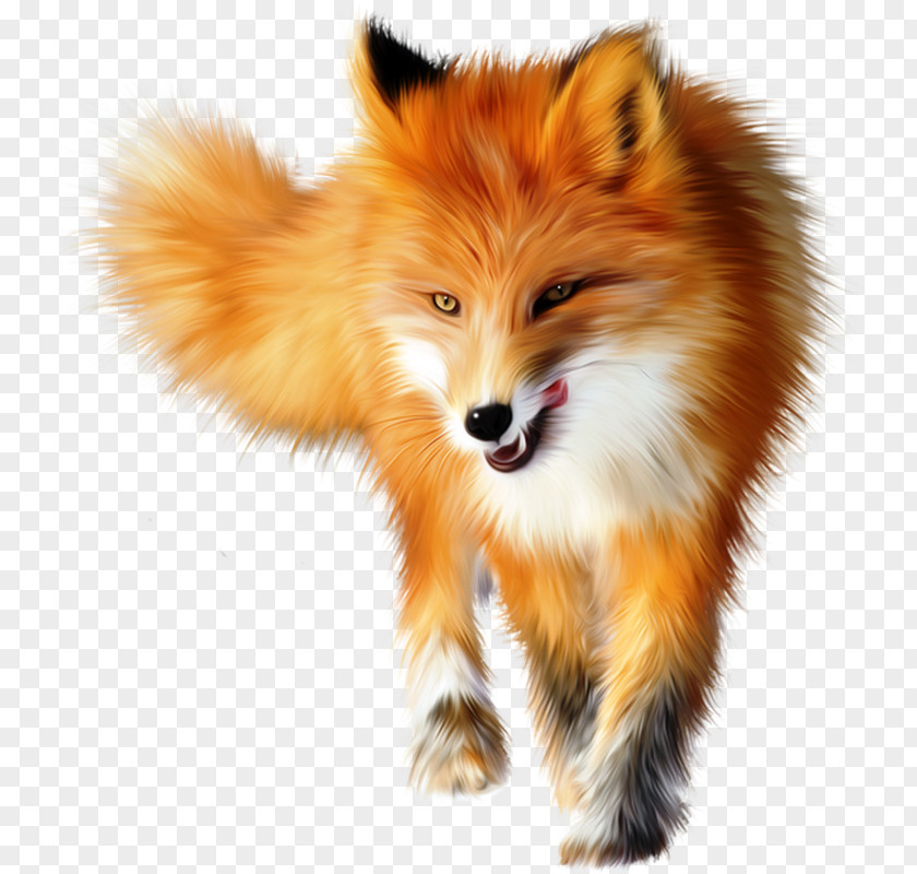 Yellow Fox Arctic PNG