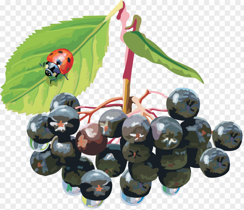 Blueberries Sorbus Aucuparia Berry Aronia Melanocarpa Shrub PNG