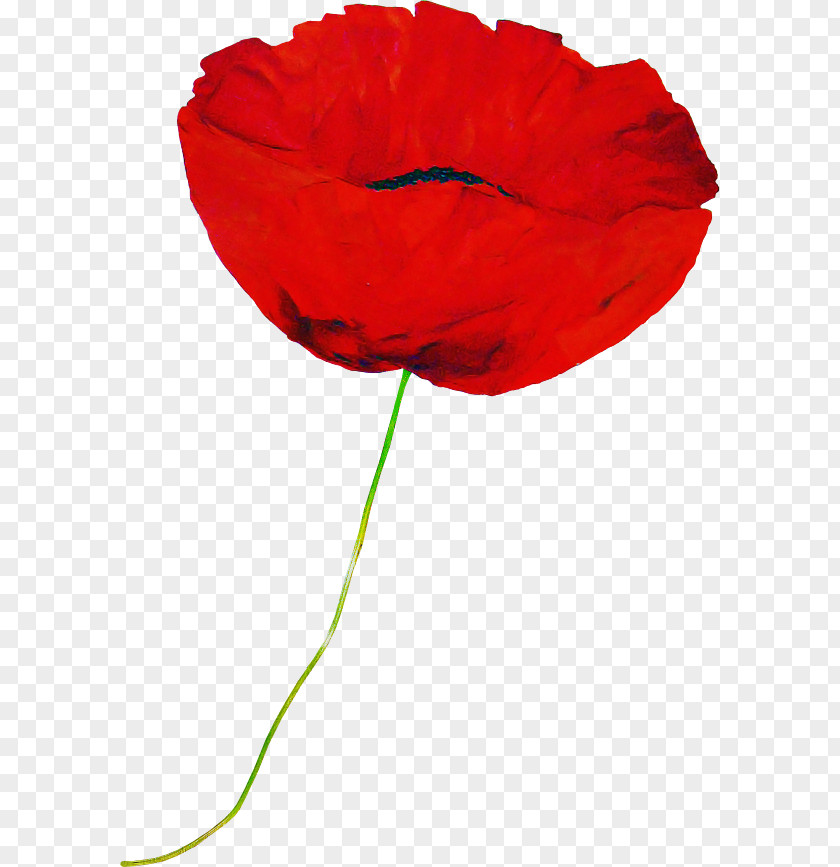Red Flower Coquelicot Petal Corn Poppy PNG