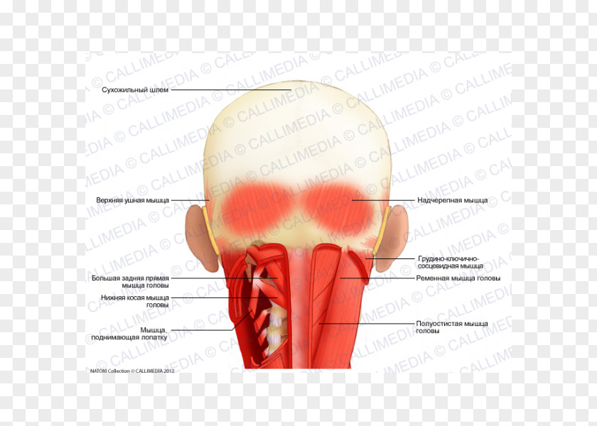 Sternocleidomastoid Muscle Head Neck Spinalis Coronal Plane PNG
