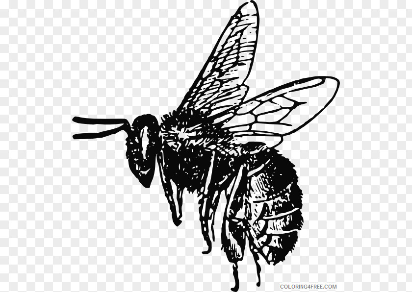 Bee Bumblebee Honey Clip Art PNG
