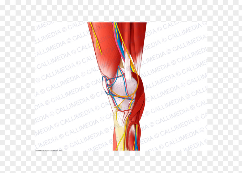 Blood Vessels Shoulder Knee Vessel Muscle Nerve PNG