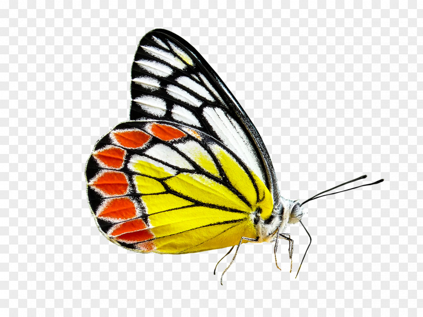 Butterfly Insect Delias Eucharis Clip Art PNG