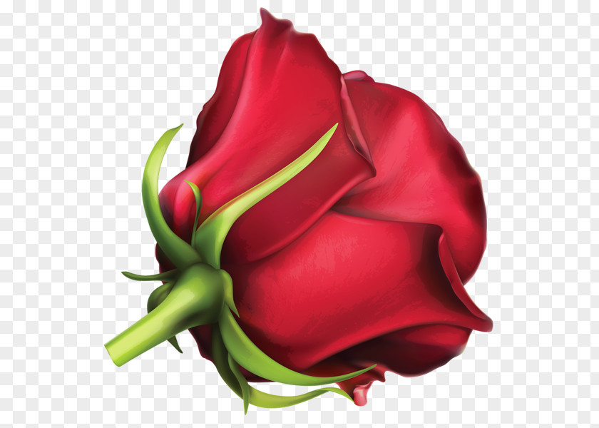 Rose Garden Roses Clip Art Floral Illustrations Image PNG