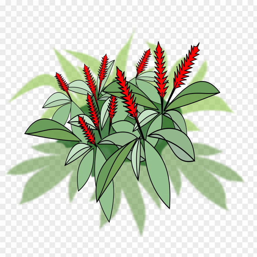 Alpinia Galanga Red Ginger PNG