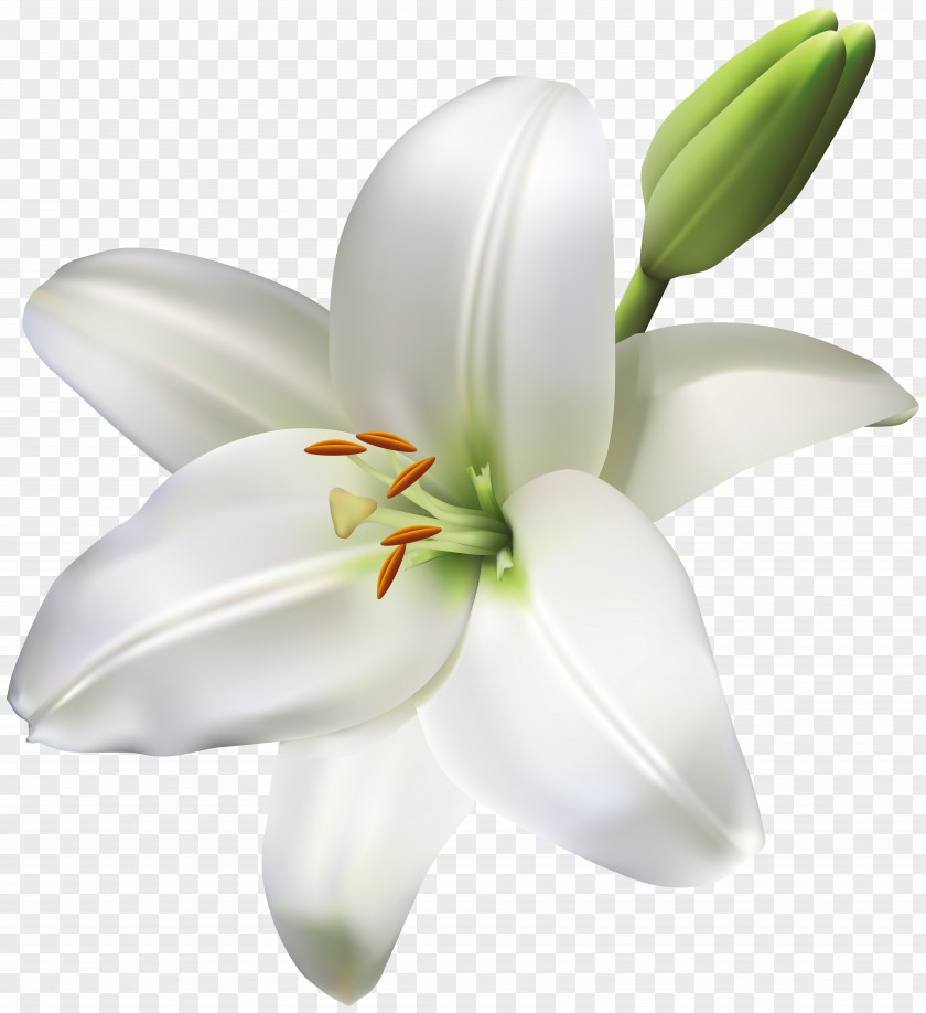 Flower Madonna Lily Cut Flowers Easter PNG