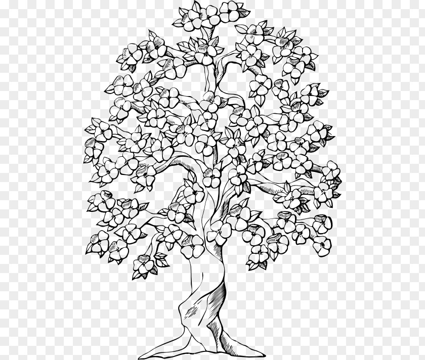 Tree Coloring Book Oak Drawing PNG