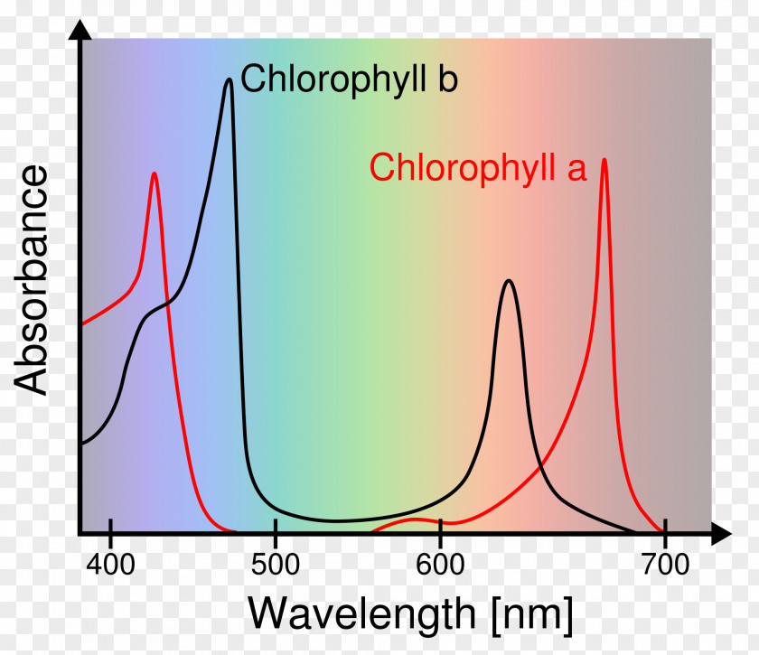 Chlorophyll Phenol Red Eagle's Minimal Essential Medium Sulfoxide Ultraviolet–visible Spectroscopy PNG