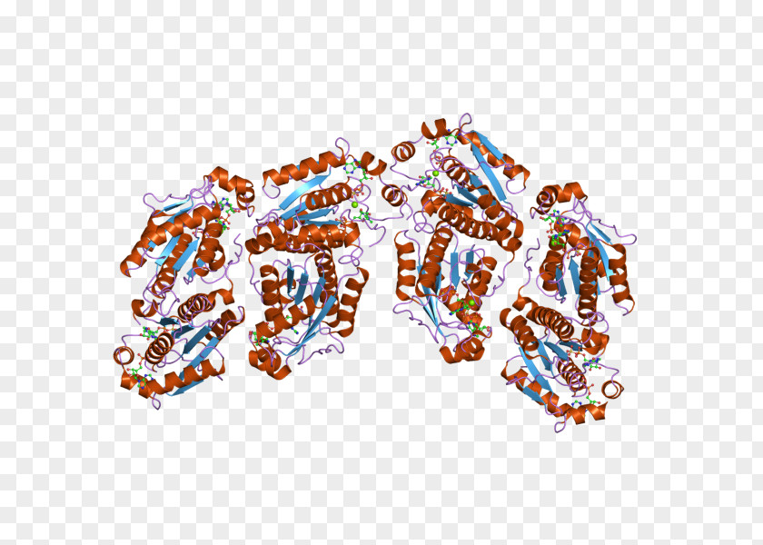 PAPSS1 Synthétase Gene 3'-Phosphoadenosine-5'-phosphosulfate Enzyme PNG