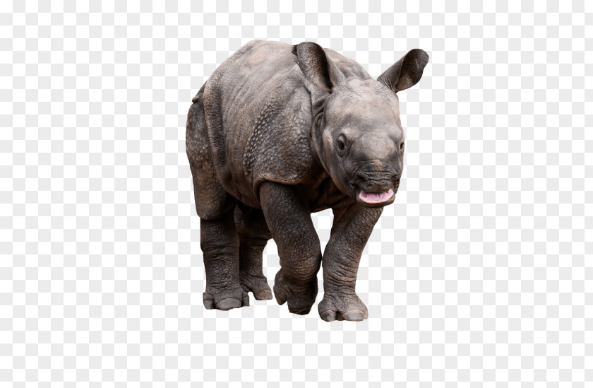 Rhino Rhinoceros Rhino! Clip Art Horn PNG