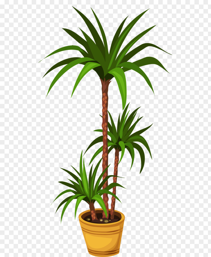 Teddi Frame Palm Trees Flower Image Floral Design PNG
