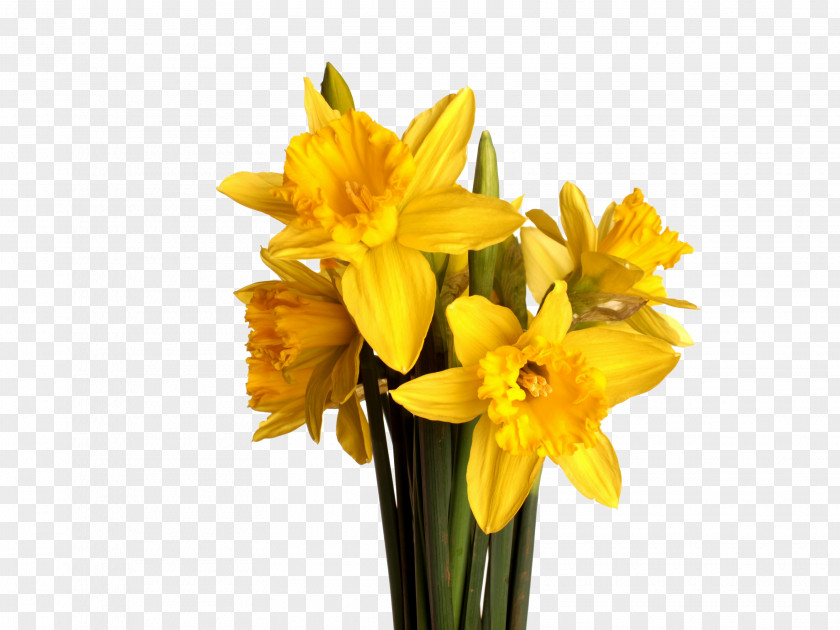 Bouquet Of Yellow Flowers I Wandered Lonely As A Cloud Flower Daffodil PNG
