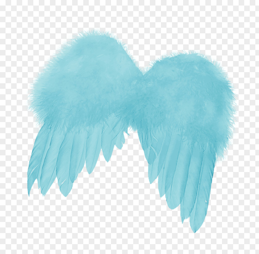 Feather Clip Art Image Wing PNG