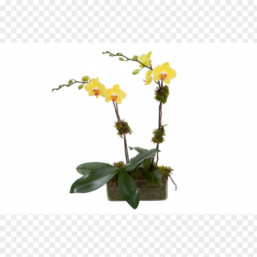 Flower Moth Orchids Flowerpot Dendrobium Cut Flowers PNG