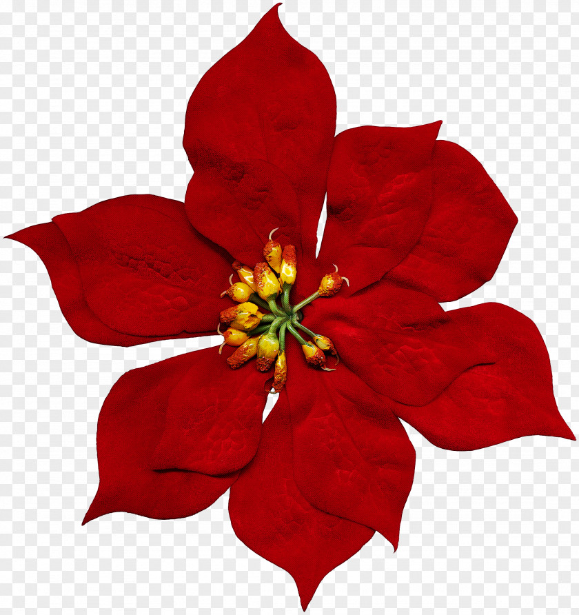 Flower Petal Red Plant Poinsettia PNG
