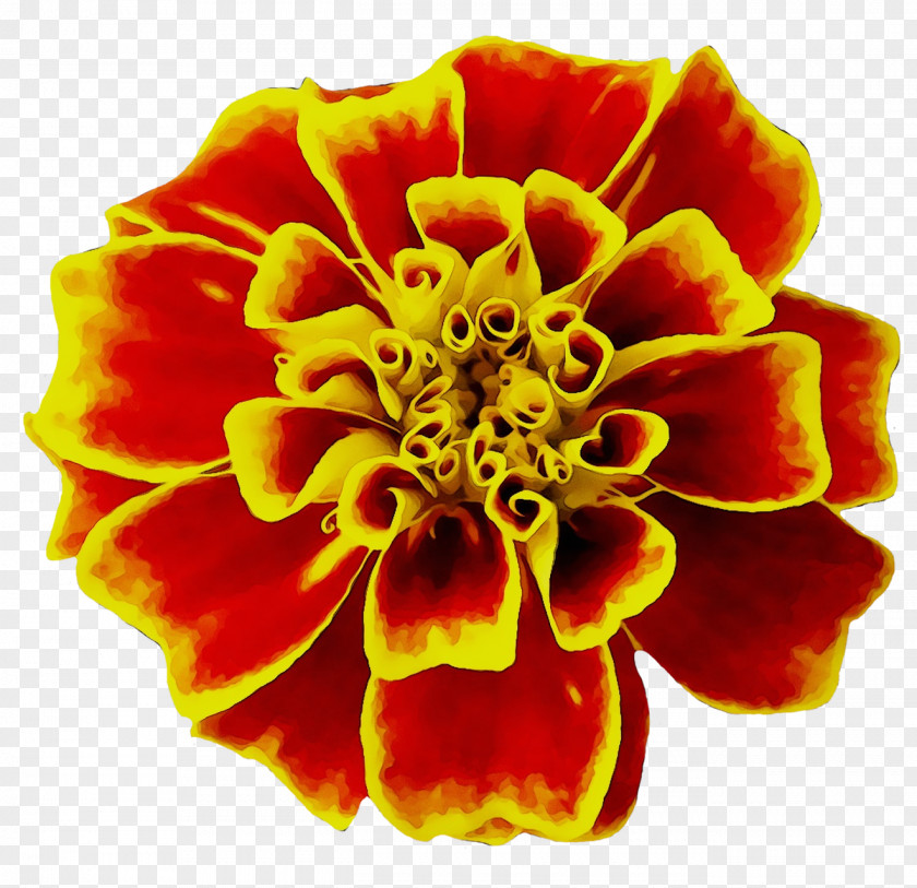Mexican Marigold Flower Seed Image English PNG