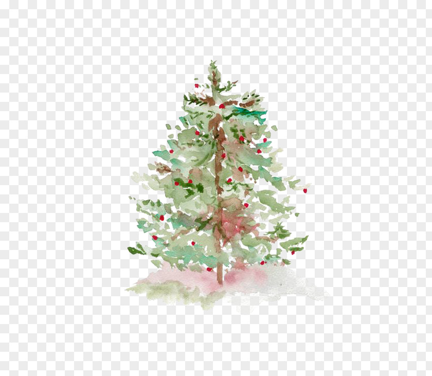 Pine PNG clipart PNG