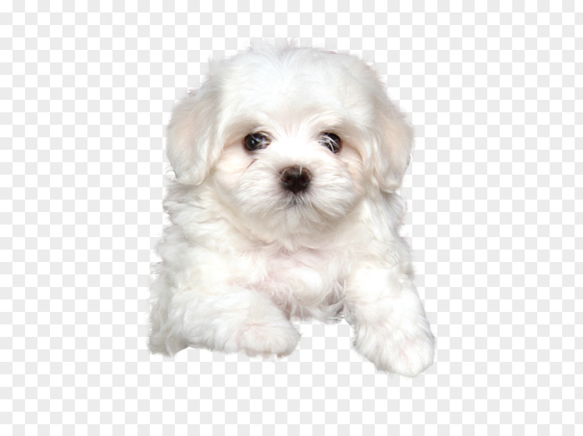 Puppy Maltese Dog Havanese Coton De Tulear Bolognese Little Lion PNG