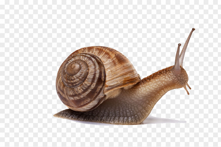 Snail Creative Gastropods Insect Little Gastropod Shell PNG