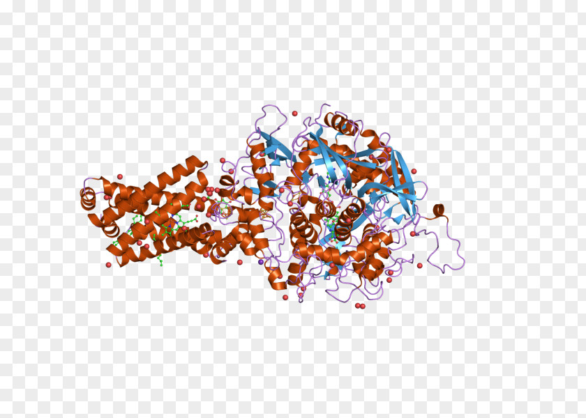 Succinate Dehydrogenase Complex Subunit C SDHB SDHA SDHD PNG
