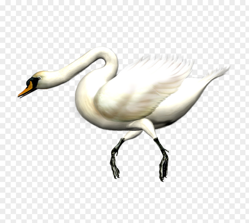 Swan Goose Black Domestic PNG
