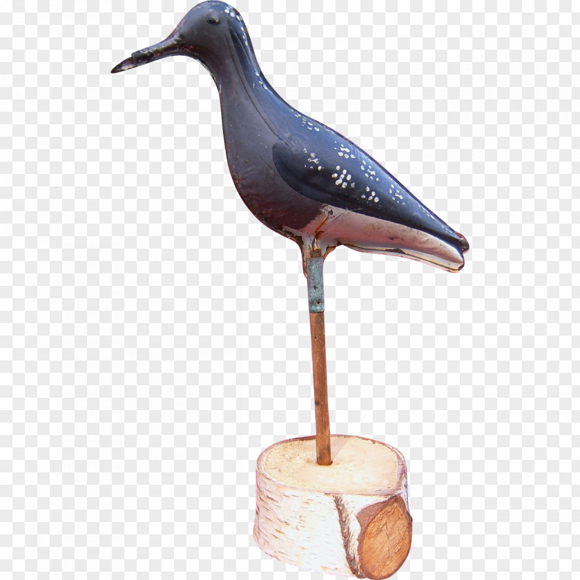 Wader Seabird Beak Neck PNG