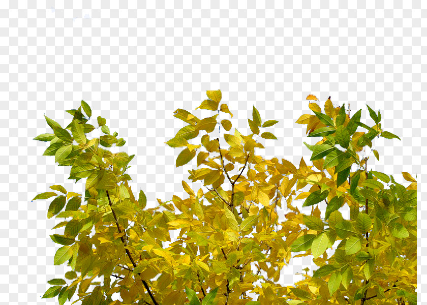 Leaf Branching PNG