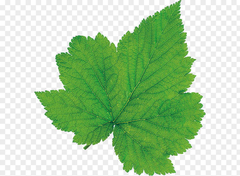 Maple Leaf Green Algorithm Scalar PNG