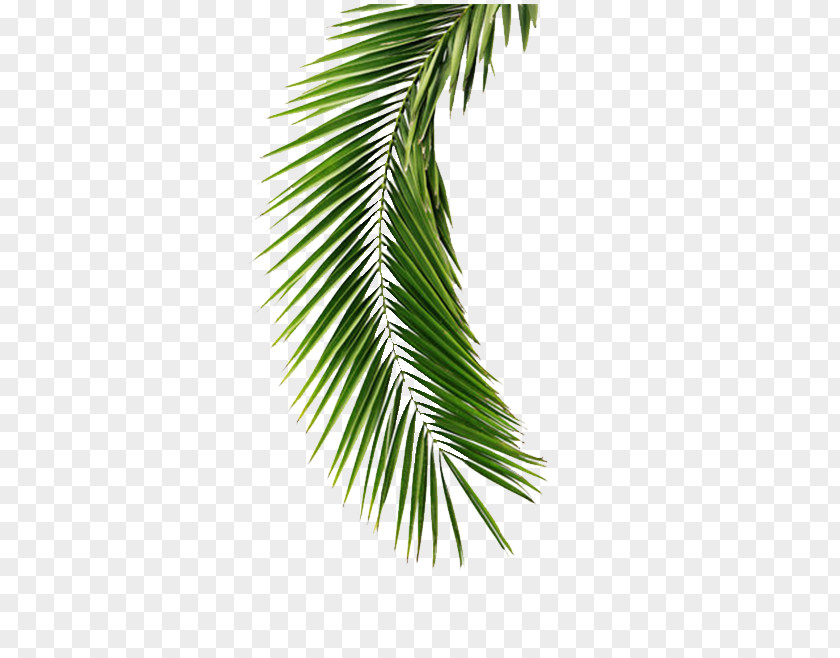 Palm PNG clipart PNG