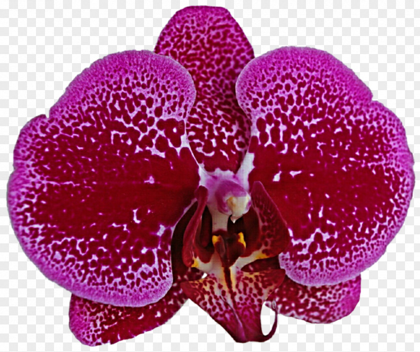 Pink Orchid Flowering Plant Magenta Lilac Purple Violet PNG