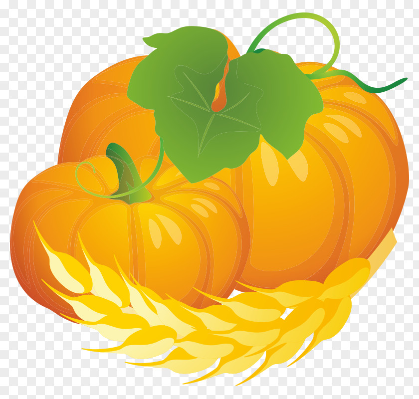 Pumpkin Jack-o'-lantern Winter Squash Calabaza Gourd PNG
