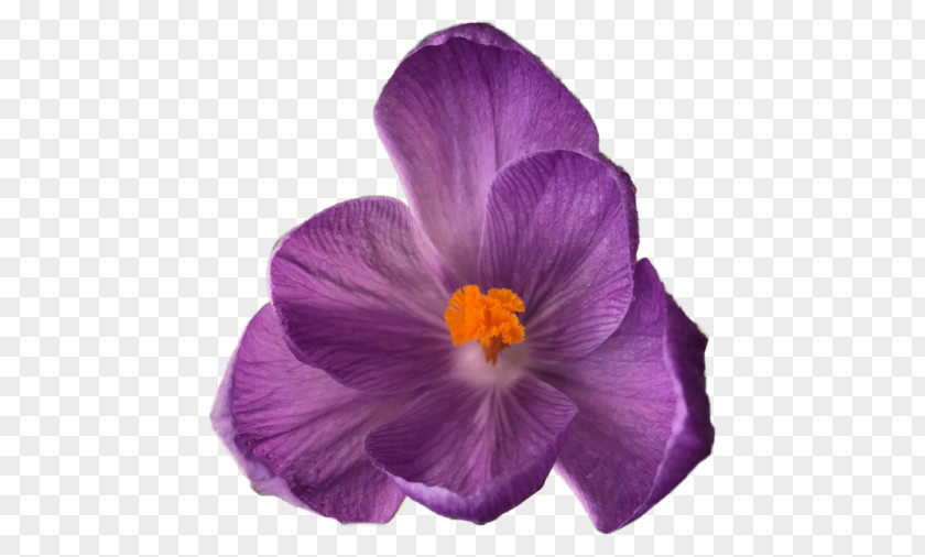 Rm Purple Transparency Flower Bouquet Image Clip Art PNG