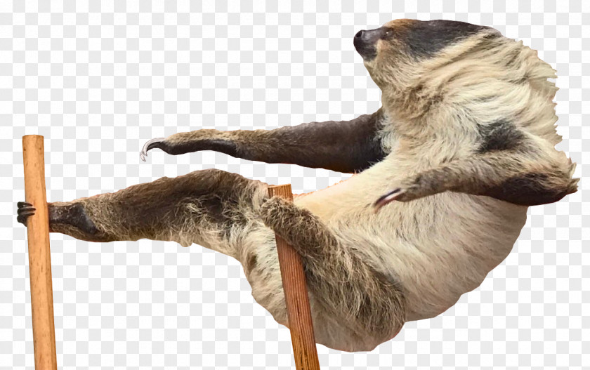 Sloth Imagination PNG