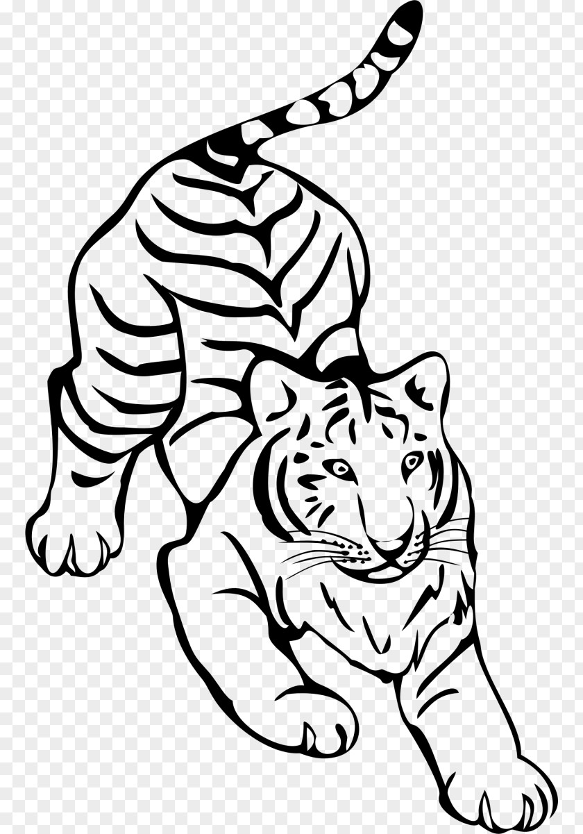 Tiger Whiskers Line Art Black And White Drawing PNG