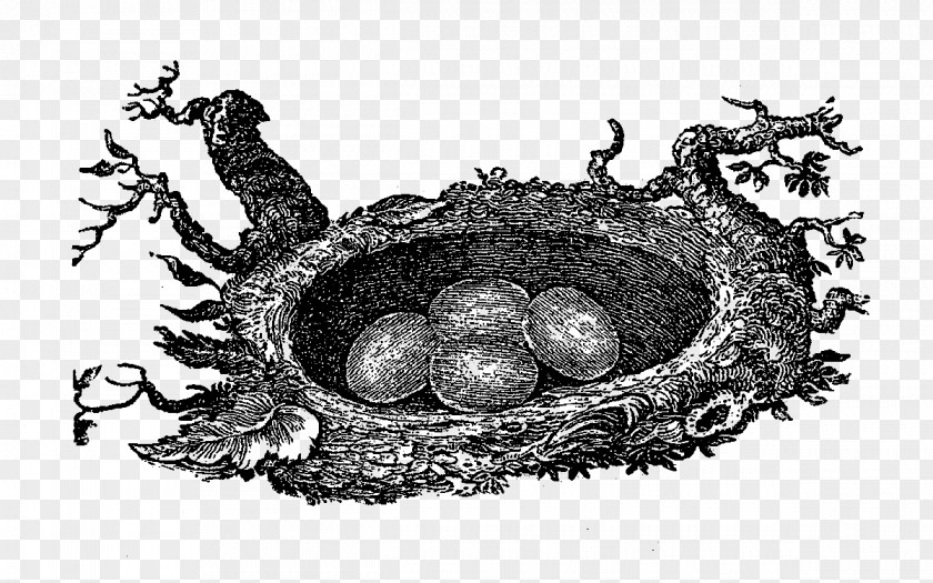Bird Nest PNG