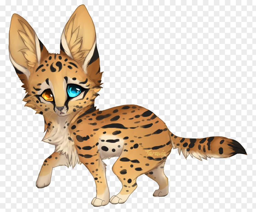 Cheetah Savannah Cat Lion Leopard Wildcat PNG