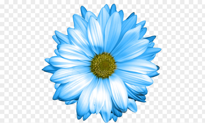 Chrysanthemum Common Daisy Oxeye Blue Marguerite Family PNG