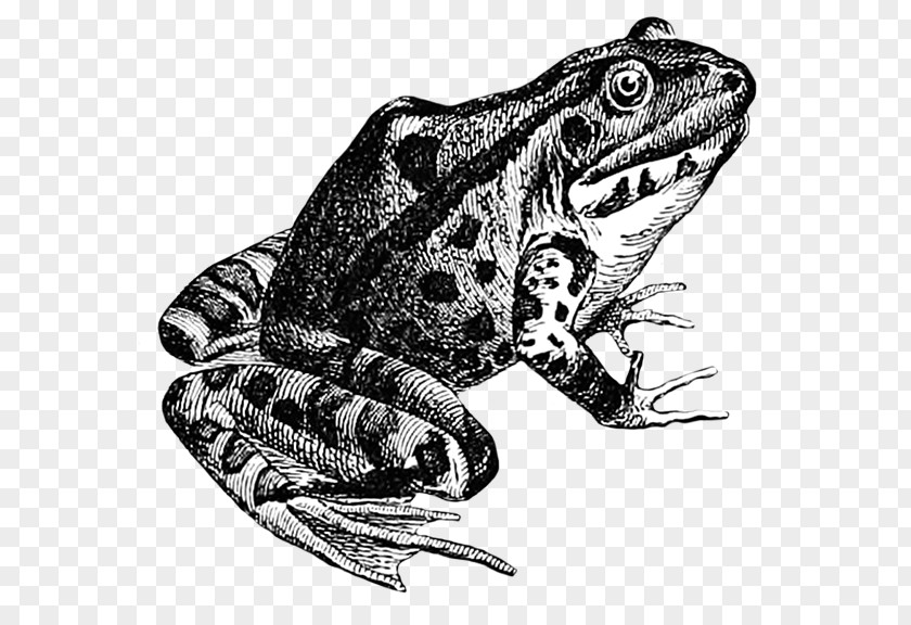 Frog True Toad Drawing Amphibian PNG