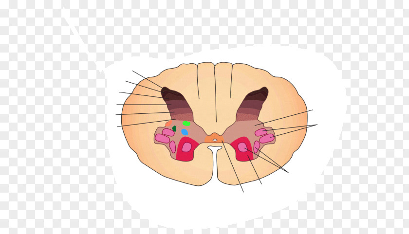 Spinal Cord Lamina I To Vi Rexed Laminae Posterior Grey Column Neuron Matter PNG