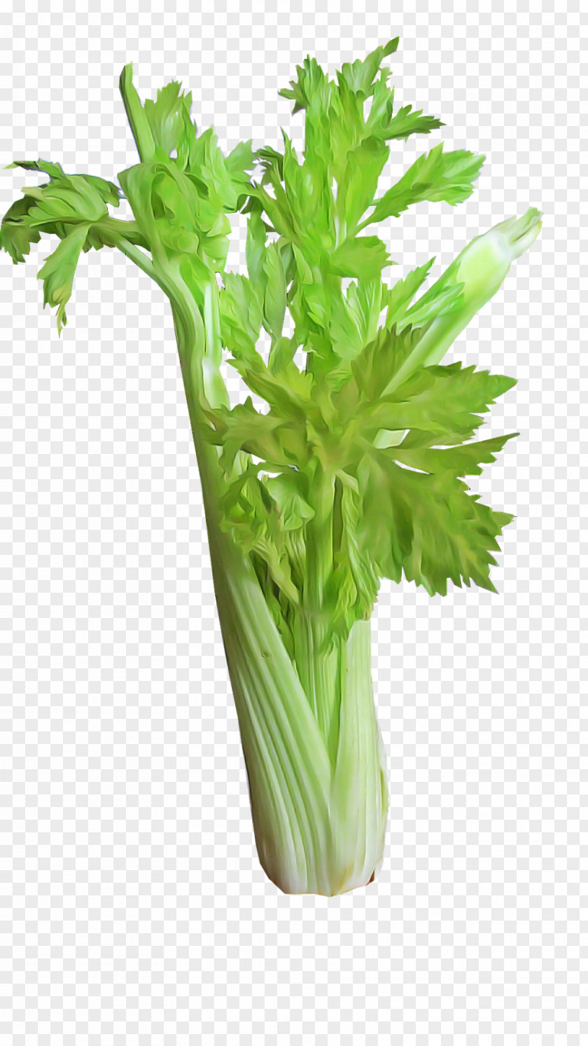 Celery Plant Vegetable Flower Leaf PNG