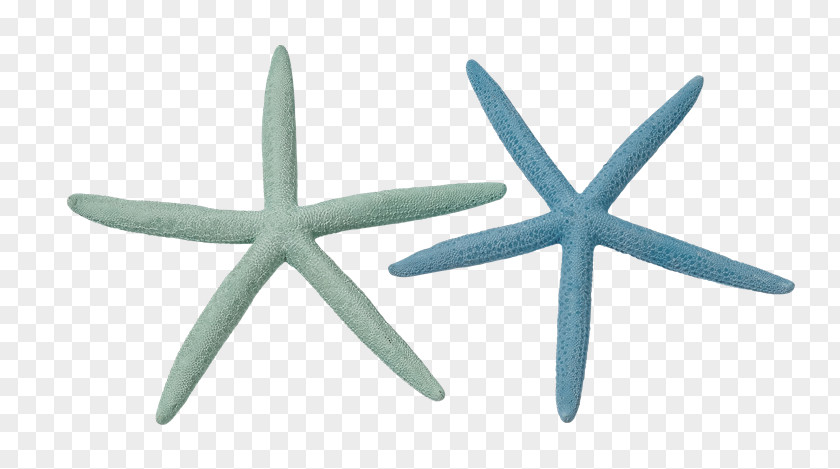 Char Siu Starfish Marine Invertebrates Echinoderm Crinoid PNG