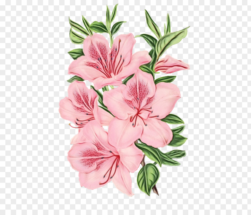 Geranium Rhododendron Watercolor Pink Flowers PNG