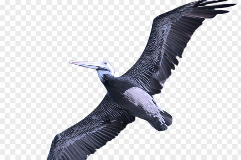 Goose Condor Bird Beak Wing Seabird Suliformes PNG