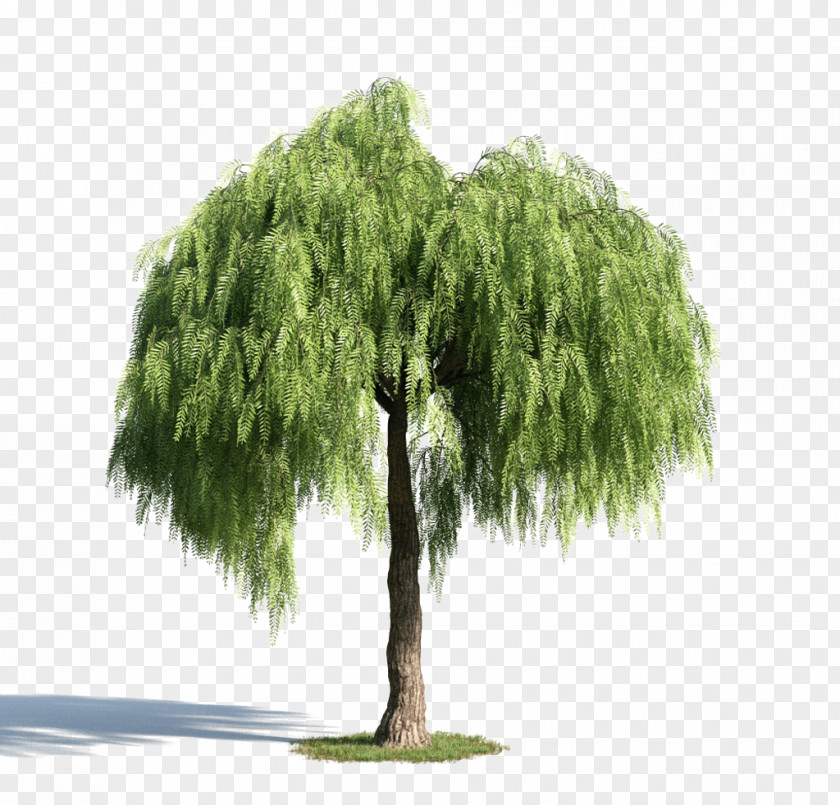 Green Tree Material PNG