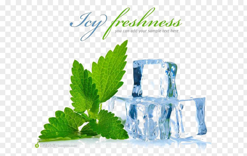 Ice Peppermint Mentha Spicata Menthol Electronic Cigarette Aerosol And Liquid Flavor PNG