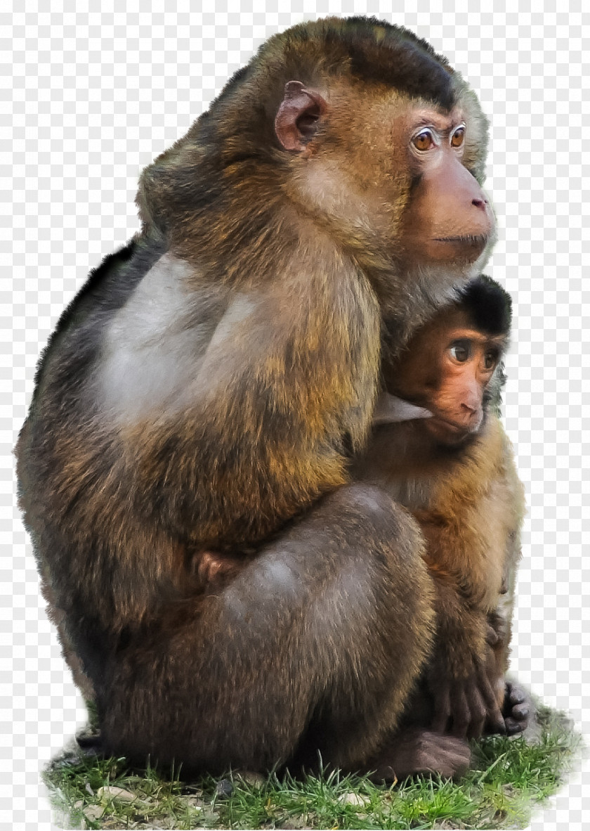 Monkey How To Be A Person In The World: Ask Polly's Guide Through Paradoxes Of Modern Life Clipping Path PNG