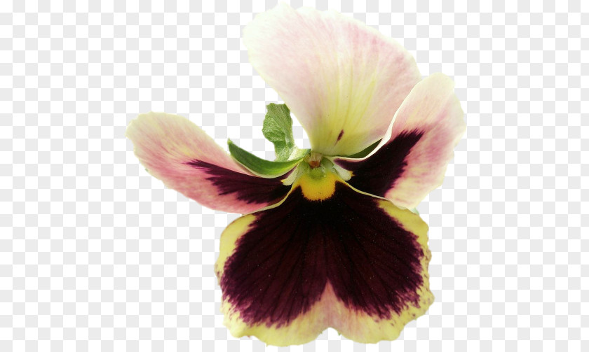 Violet Pansy PNG