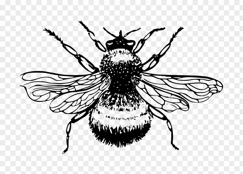 Bee European Dark Bumblebee Drawing Clip Art PNG